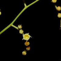 Hopea brevipetiolaris (Thwaites ex Trimen) P.S.Ashton